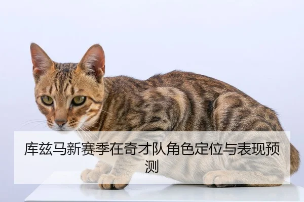 库兹马新赛季在奇才队角色定位与表现预测